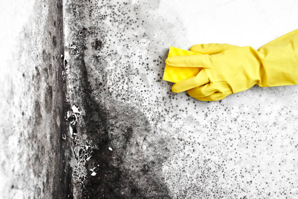 Best Basement Mold Remediation in Jessup, MD