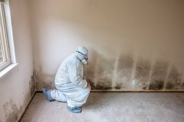 Best Emergency Mold Remediation in Jessup, MD