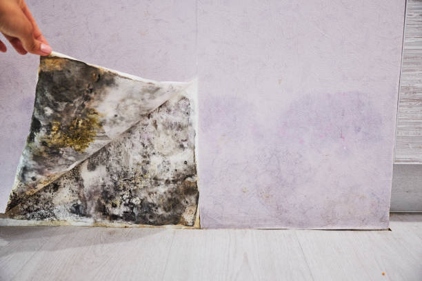 Best Post-Flood Mold Remediation in Jessup, MD